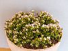 <em>Leiophyllum buxifolium prostratum</em>